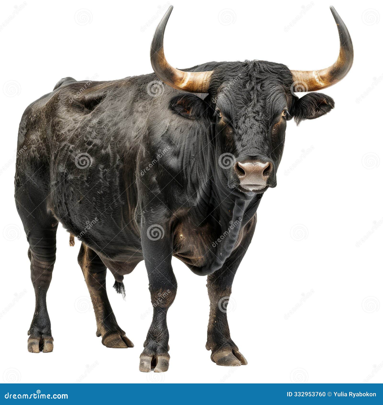 powerful-black-bull-standing-