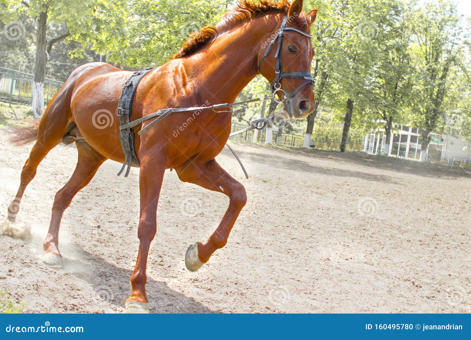 Powerful Brown Horse Training at daily Routine Workout before