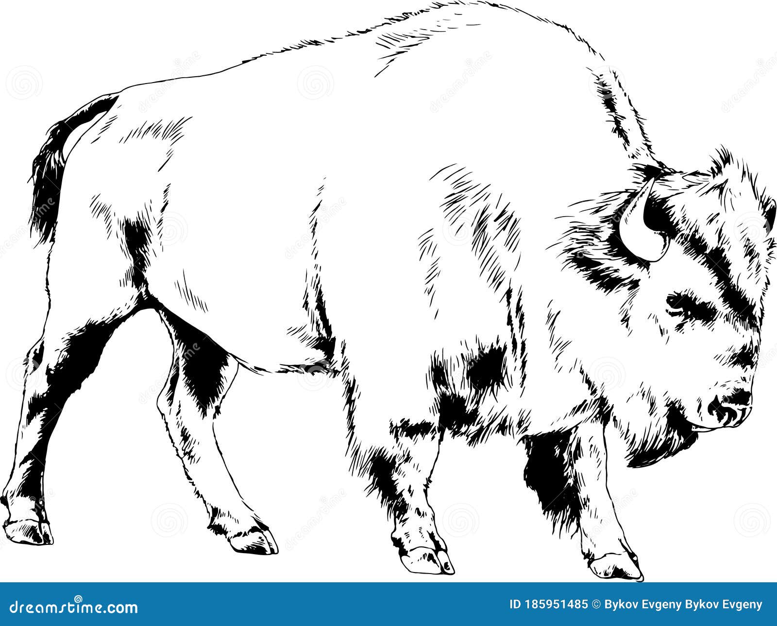 Шкура бизона. Азиатский буйвол рисунок. Рисунок буйвол на задних ногах. Как нарисовать кабана. Как нарисовать кабана для детей.