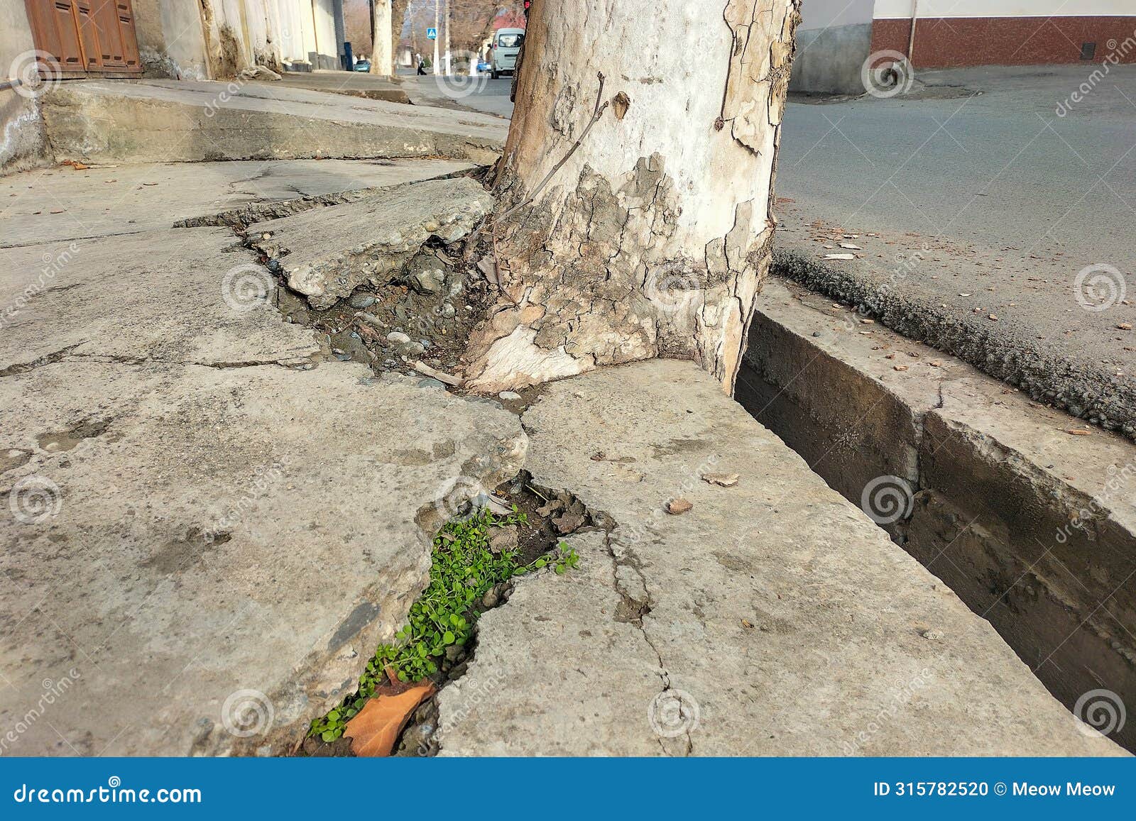 The Powerful Roots of a Large Tree Tore Apart the Concrete Sidewalk ...