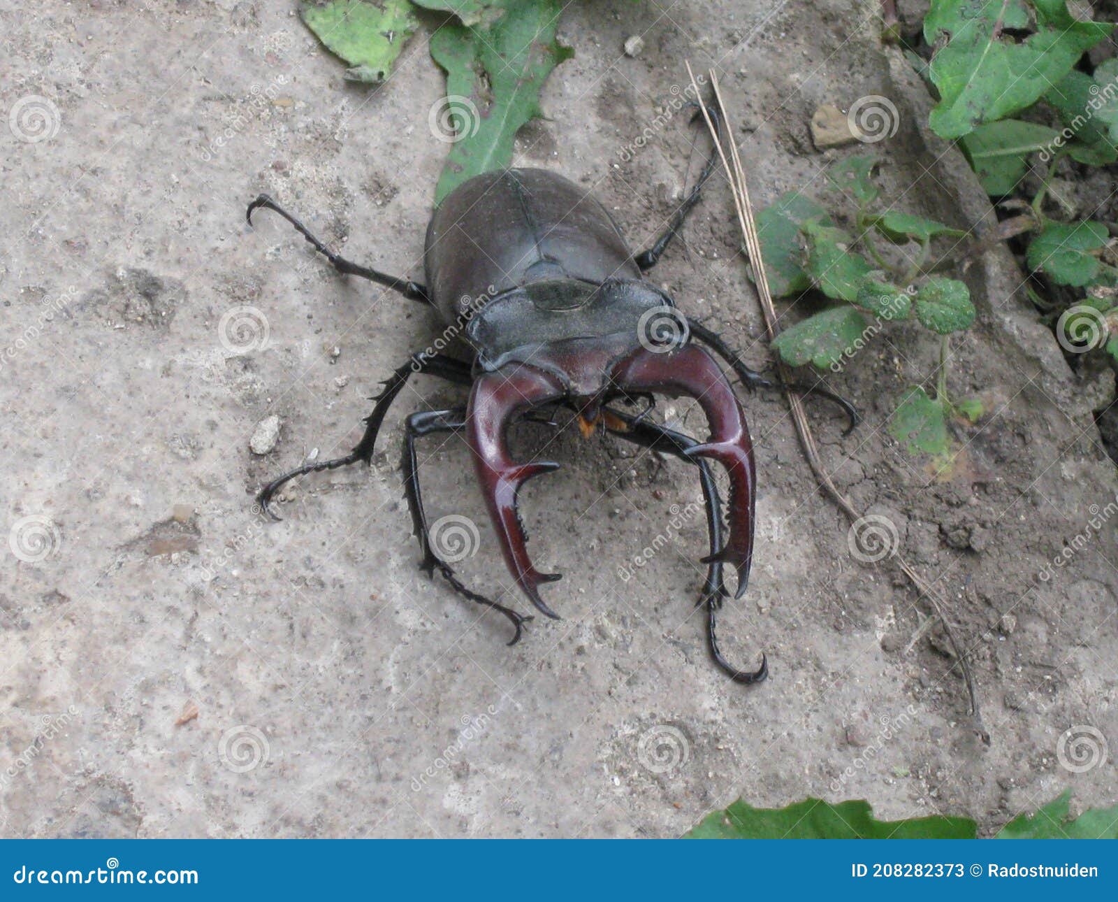 powerful stag beetle with strong ticks