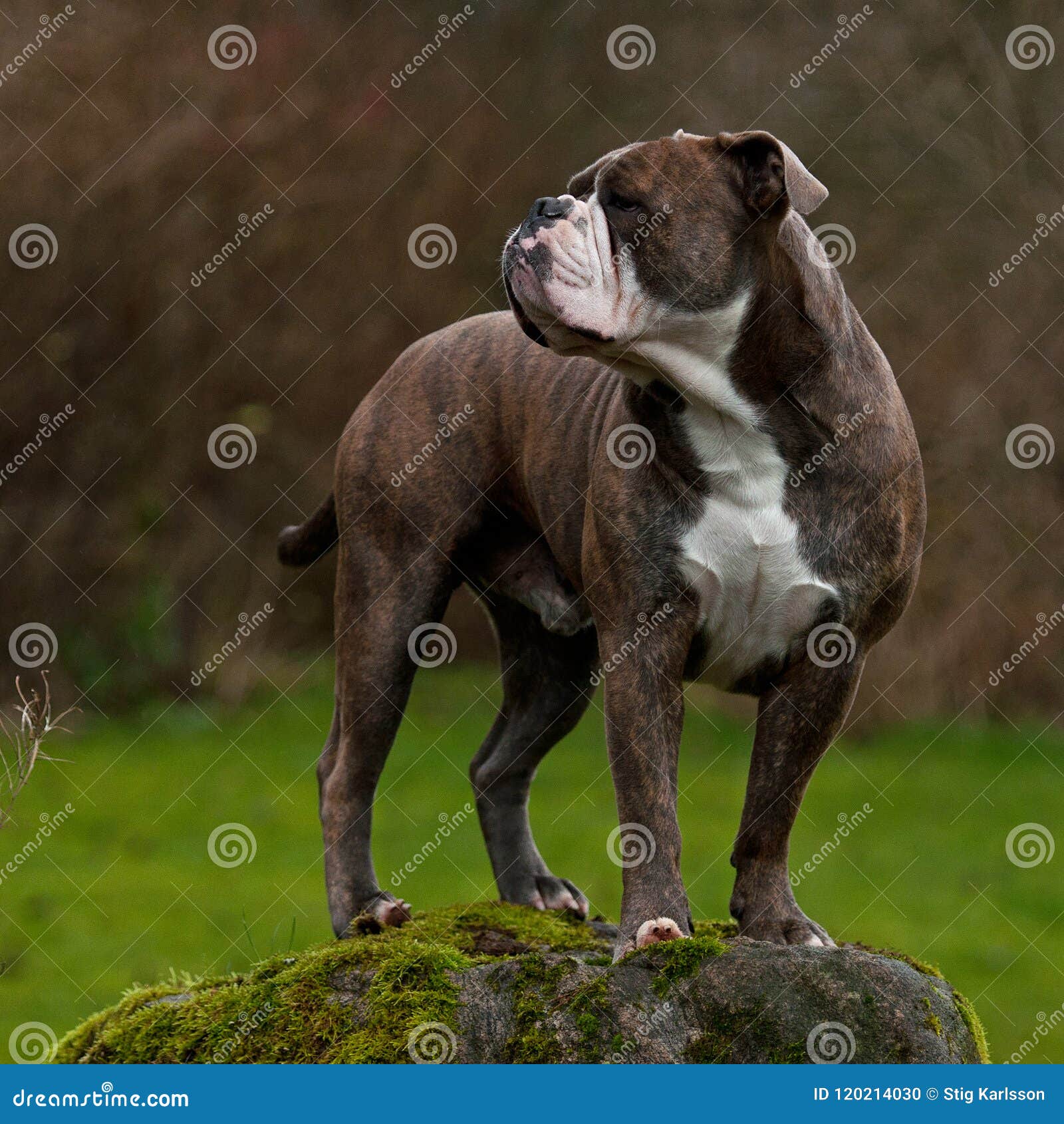 a powerful bulldog standing guarding