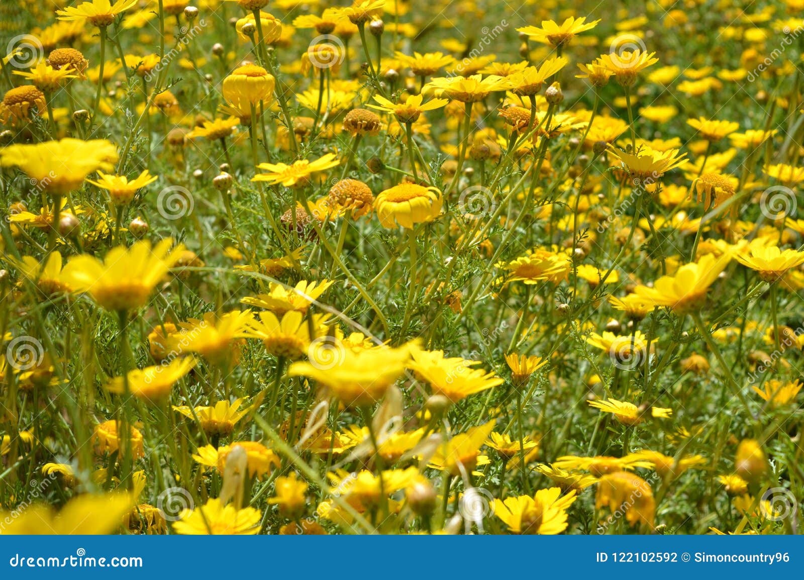 Pré De Marguerite Jaune Sauvage, Nature, Sicile Photo stock - Image du  italie, fleur: 122102592