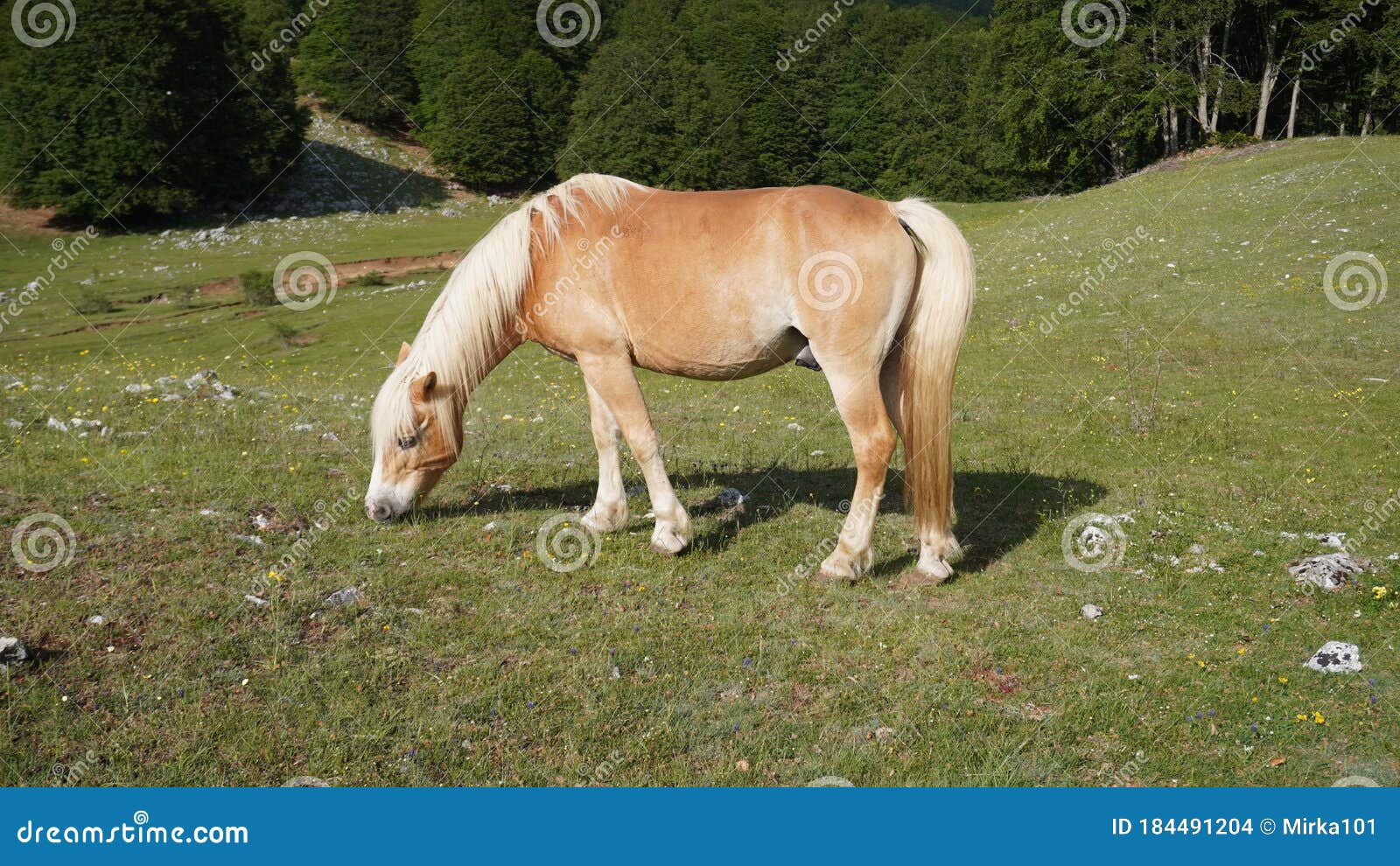 Oogverblindend Azijn Bek Prachtig Blond Paard Met Een Mane Van Licht Paardenhaar Stock Foto - Image  of paard, haar: 184491204