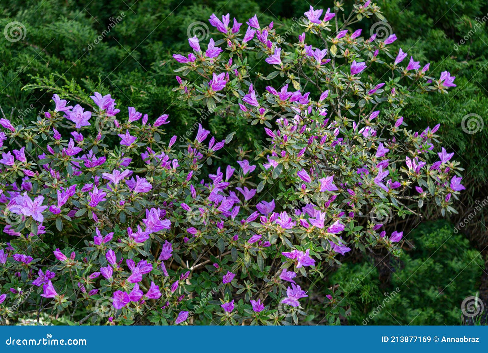 Prachtige Azalea - Struik Met Paarse Bloemen In De Tuin Stock Afbeelding -  Image Of Achtergrond, Helder: 213877169