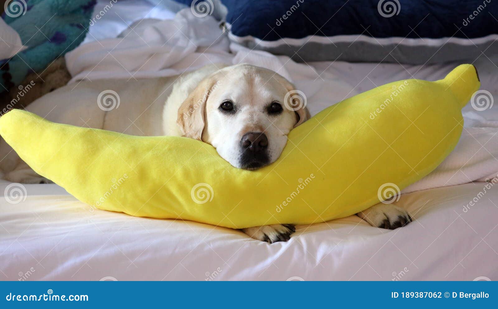 Prachtige Ridkleurige Labrador Prachtige Die Slaapt Met Een Gele Banaankussen in Een Wit Bed Foto - Image liefde, vlaag: 189387062