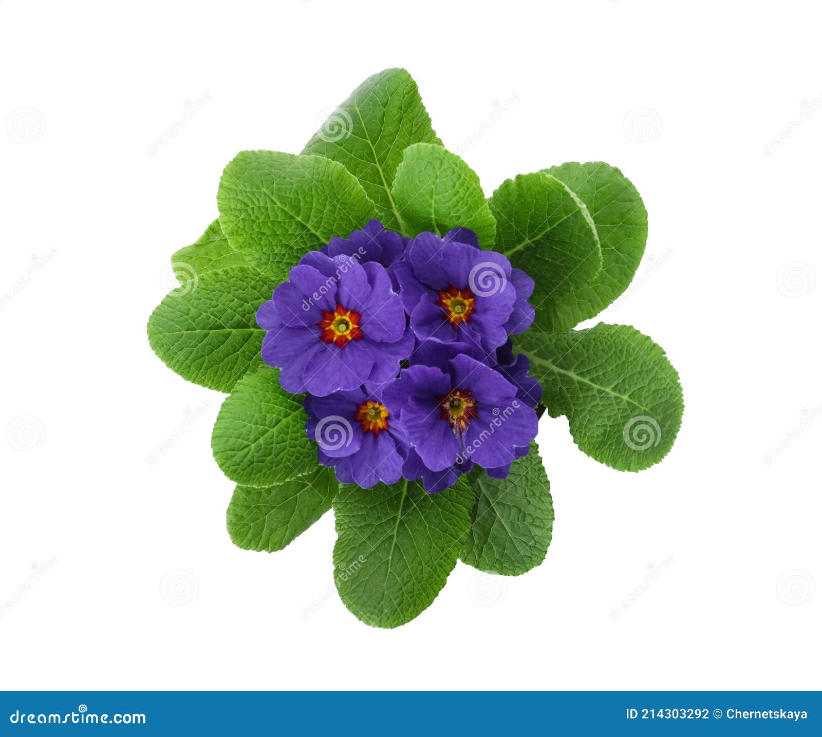 Prachtige Primula Primrose - Plant Met Paarse Bloemen Geïsoleerd Op Wit  Uitzicht. Springbloem Stock Foto - Image Of Kleur, Huishouden: 214303292