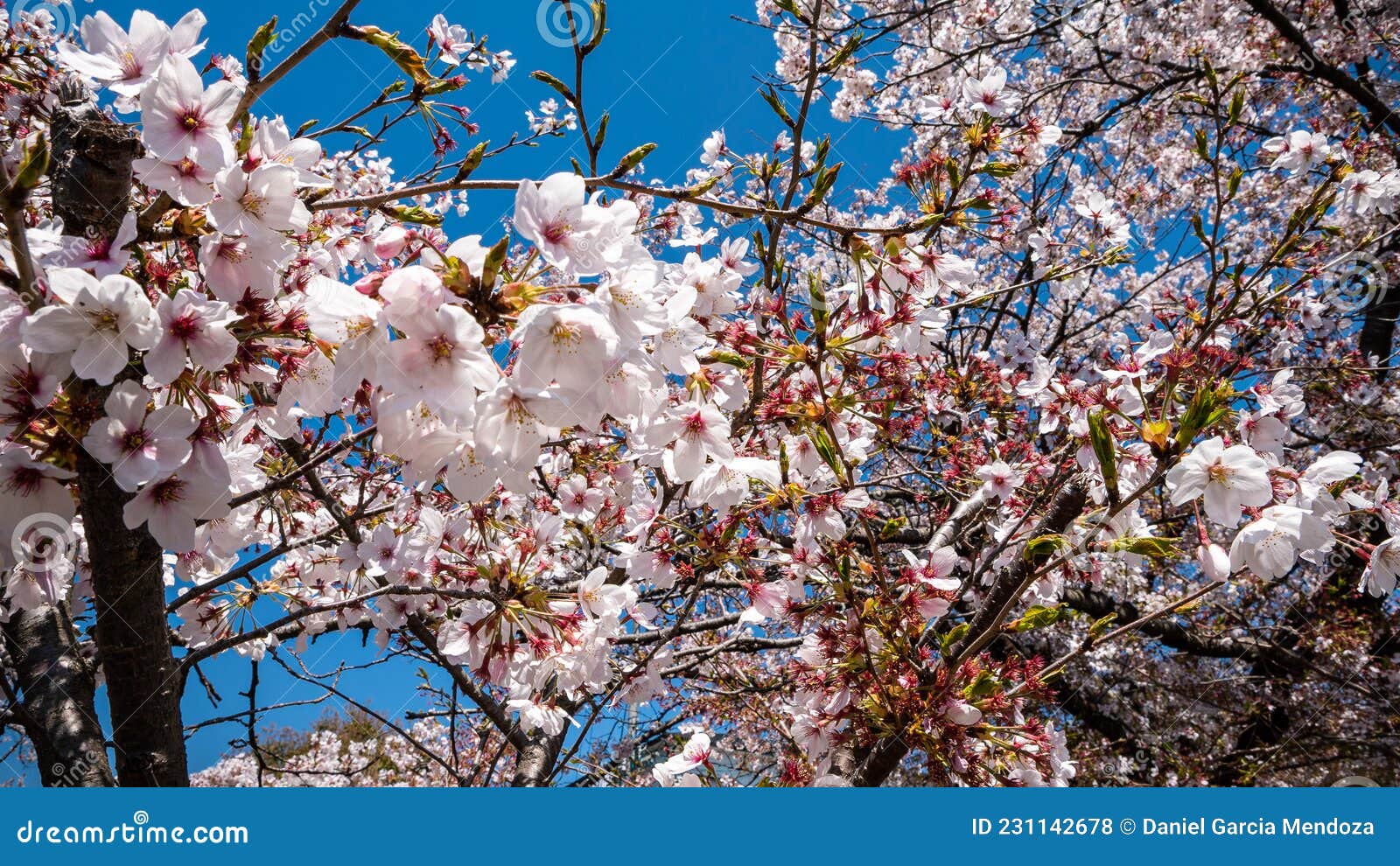 Prachtige Takken Van Slopende Sakura - Bomen Met Een Blauwkeiharde ...