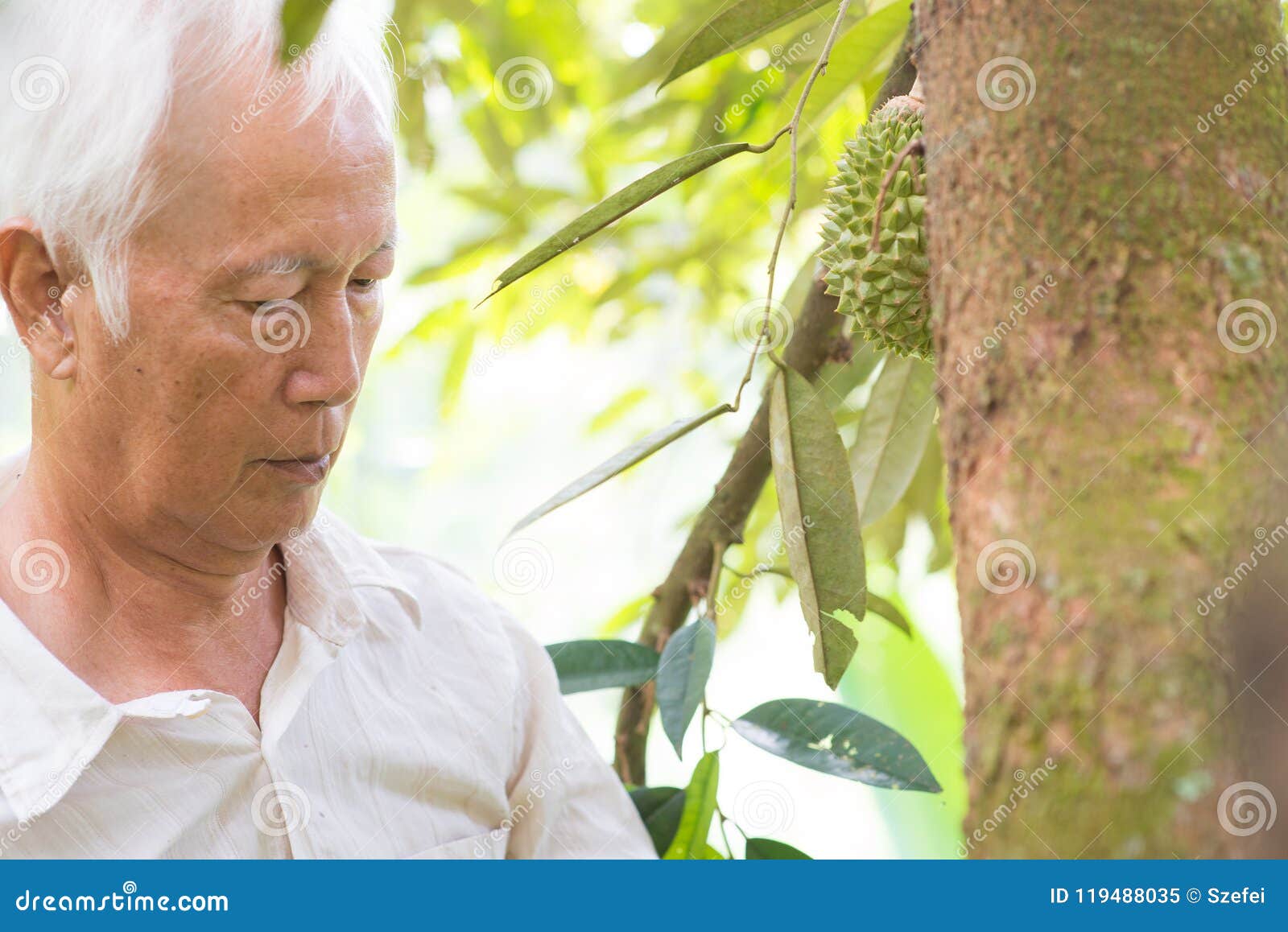 Pracownika i durian drzewo. Azjata rolny właściciel sprawdza na durian drzewie w sadzie