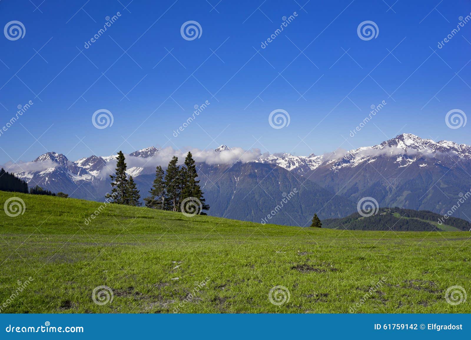 Prado alto nas montanhas com as montanhas nevado na parte traseira e em alguns abeto