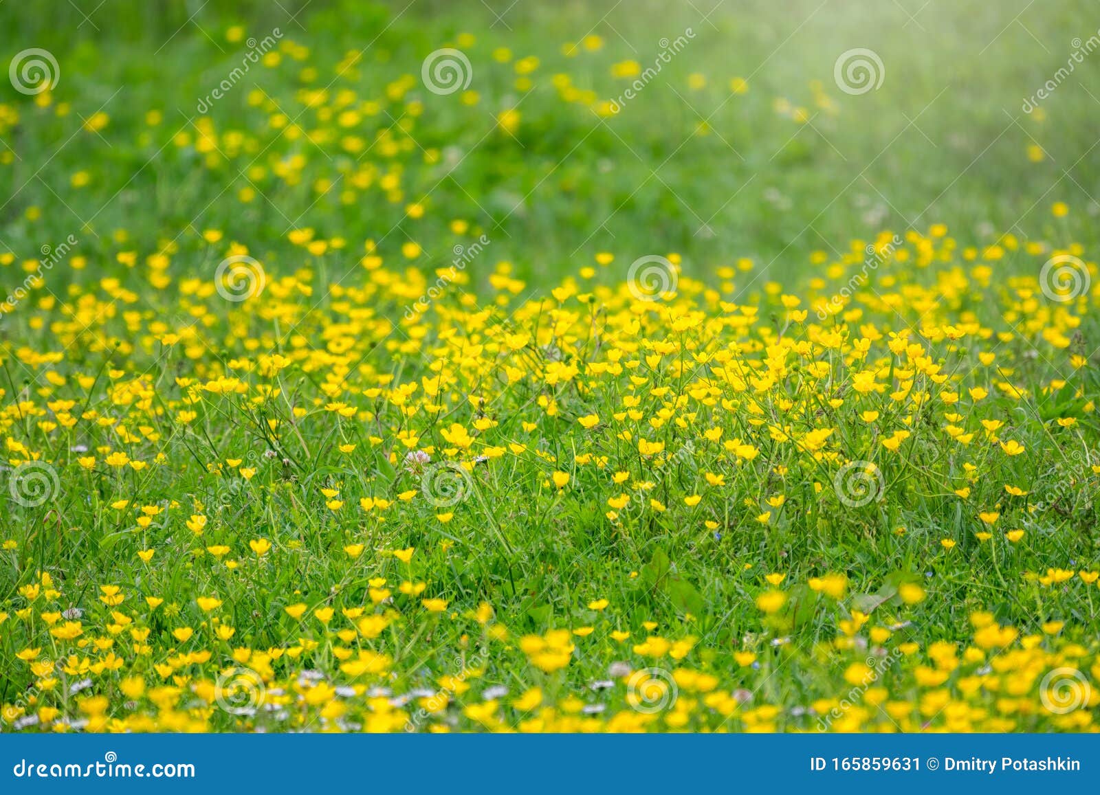 Prado Verde Con Flores Silvestres Amarillas a La Luz Del Sol Fondo De  Verano O Primavera Con Espacio De Copia Flores Amarillas De Imagen de  archivo - Imagen de fresco, sunset: 165859631