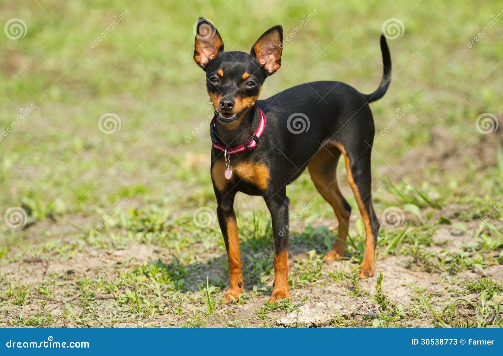 Prague Ratter stock image. Image of purebred, prazsky 30538773