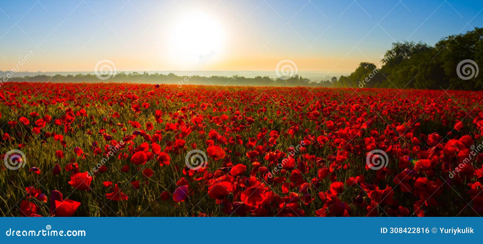 prairie covered by red poppy flowers at the sunrise