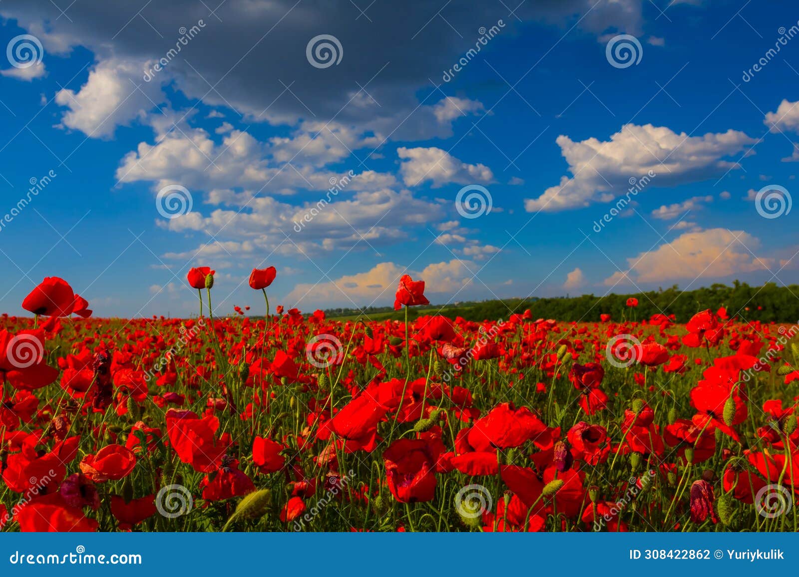 prairie covered by red poppy flowers under cloudy sky