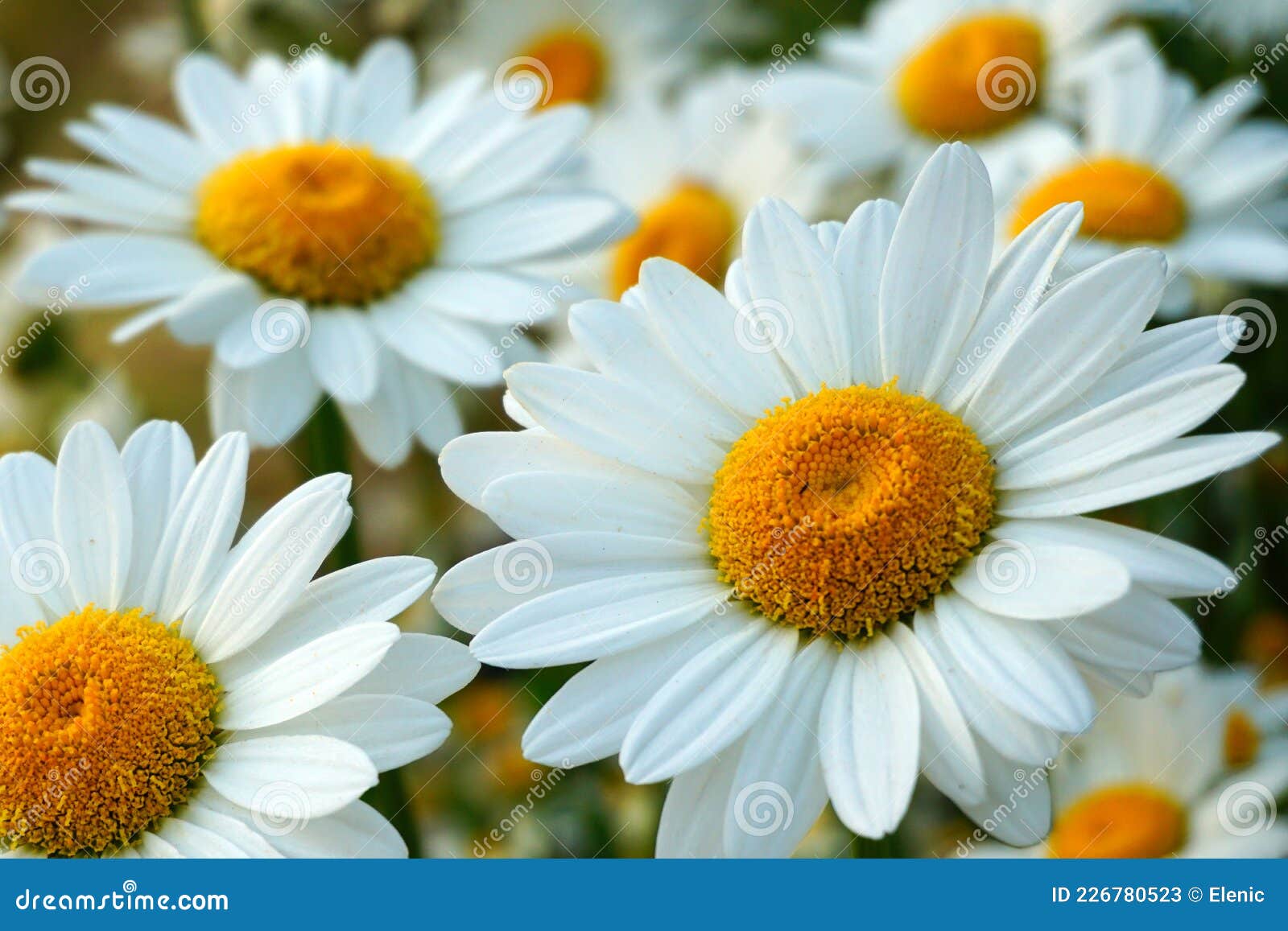 Prairie De Fleurs De Camomille Blanche Dans Le Soleil Matinal Fermer. Image  stock - Image du couleur, herbes: 226780523