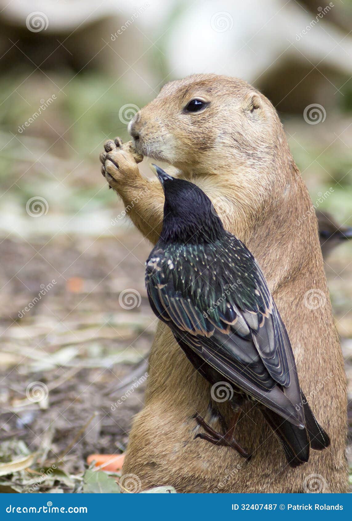 Do Red Tailed Hawks Eat Prairie Dogs