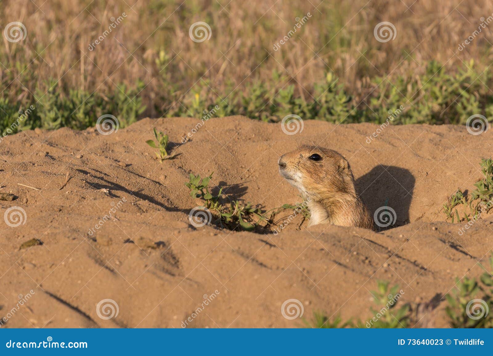 Prairie Dog in Burrow stock image. Image of burrow, nature 73640023