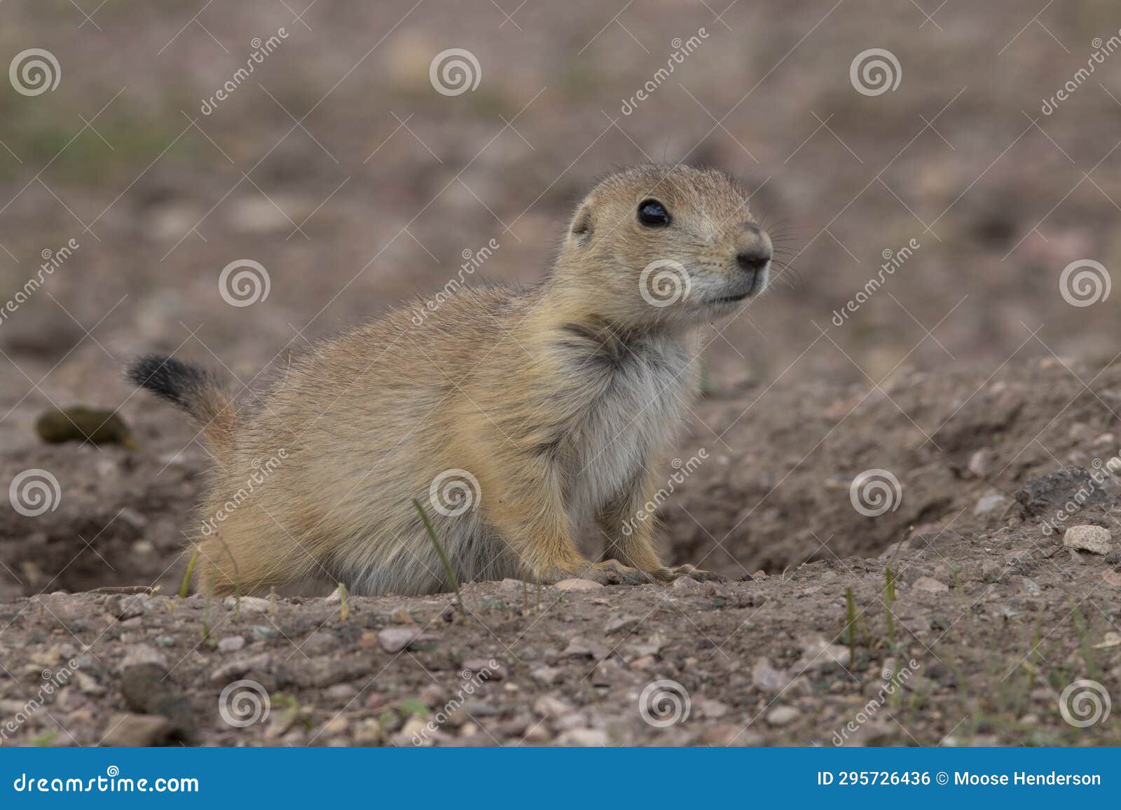 prairie dog at burrow with erect tail