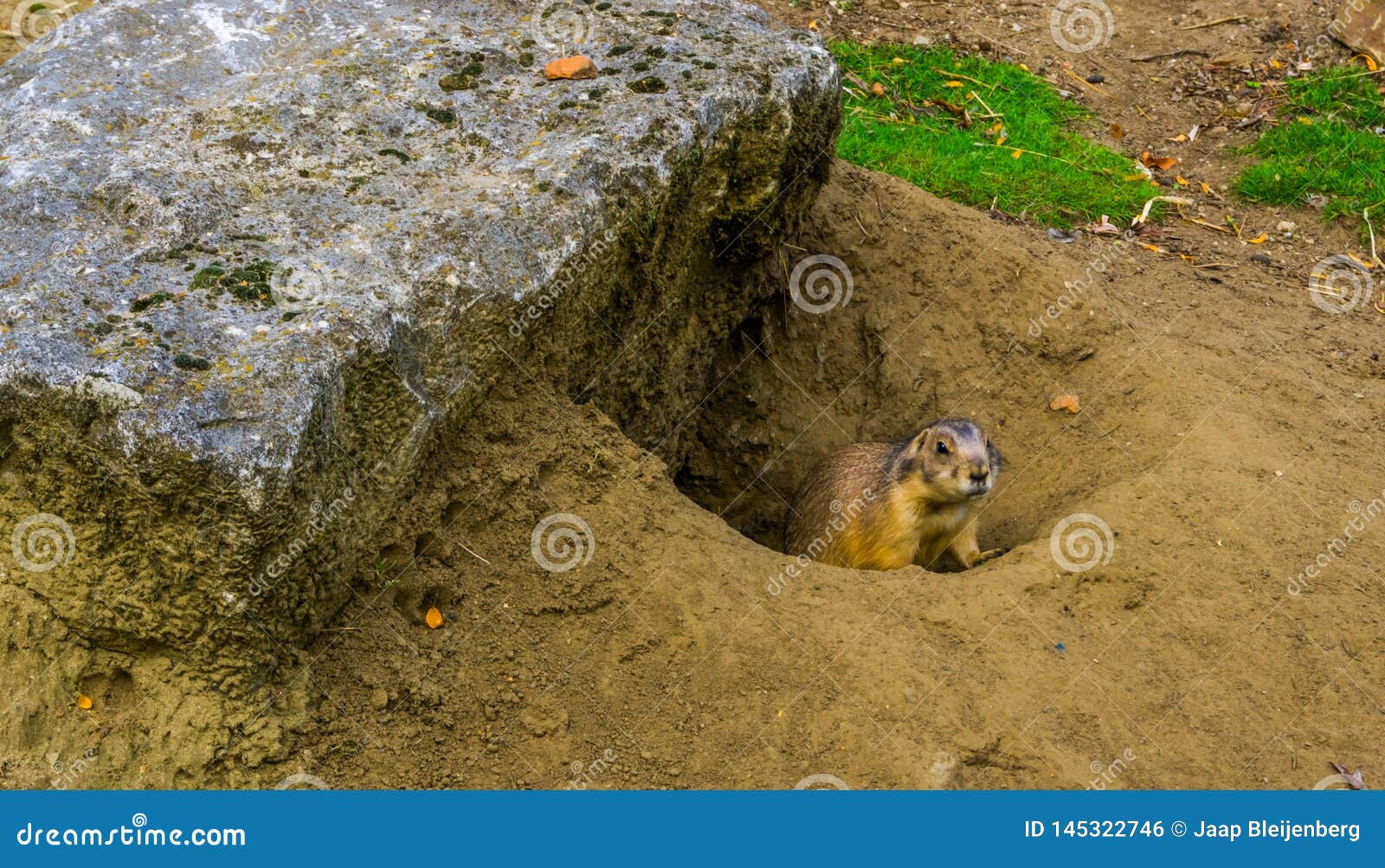 Prairie Dog Coming Out of His Hole, Animal Home, Tropical Rodent from America Stock Photo - Image of dogs, popular: 145322746 Prairie Dog Coming Out of His Hole, Animal Home, Tropical Rodent from America Stock Photo - Image of dogs, popular: 145322746