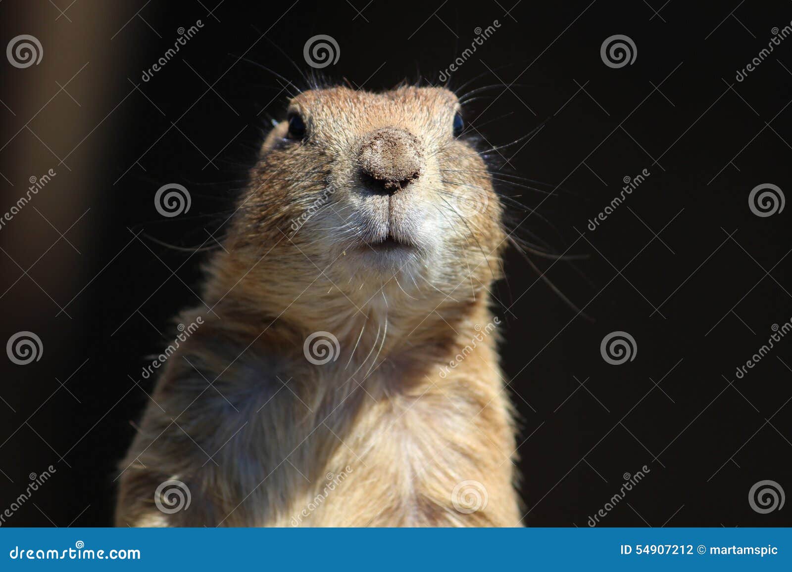 prairie dog