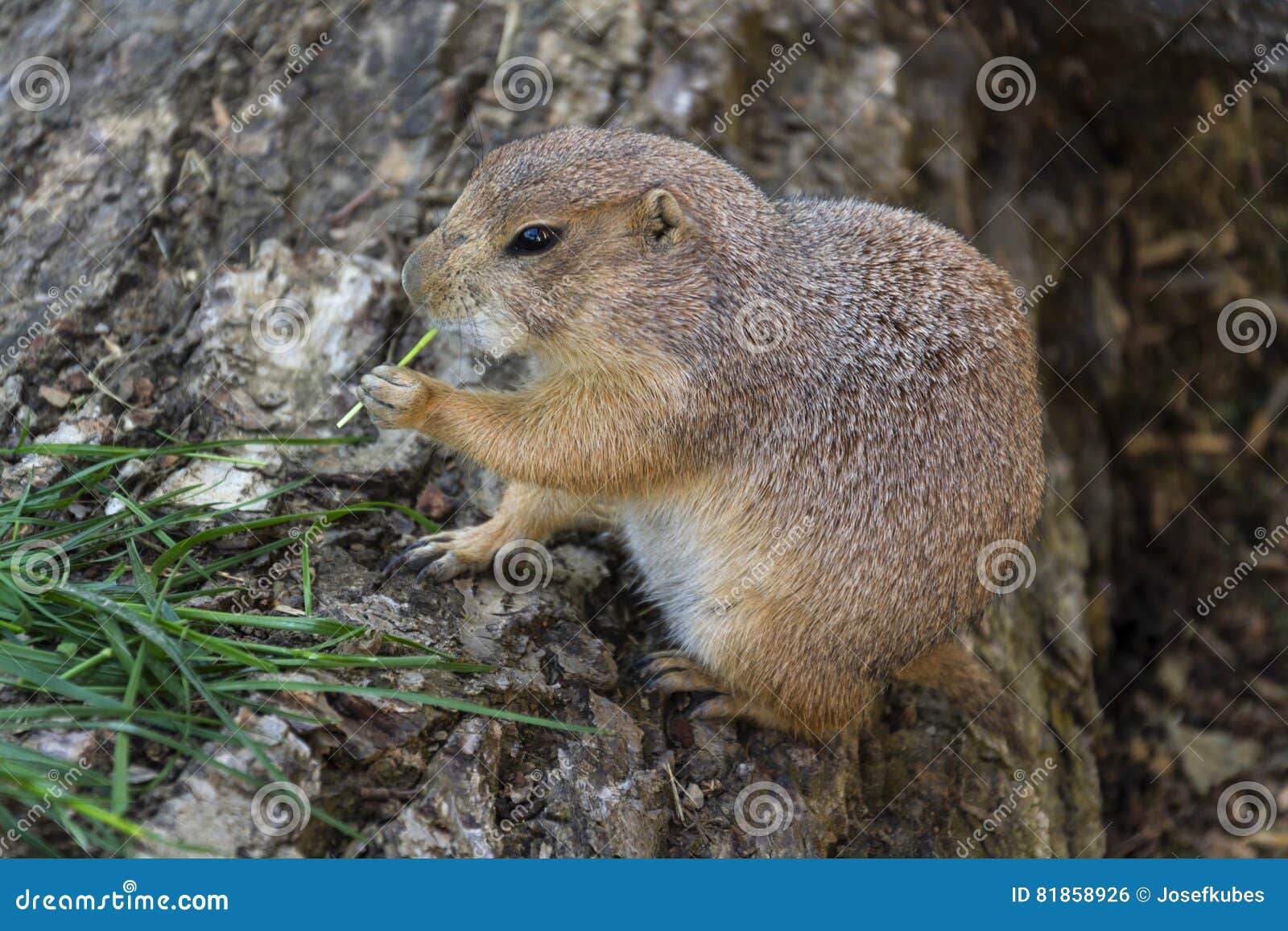 Prairie Dog Eat Green Grass Stalk on Tree Trunk Stock Photo Image of