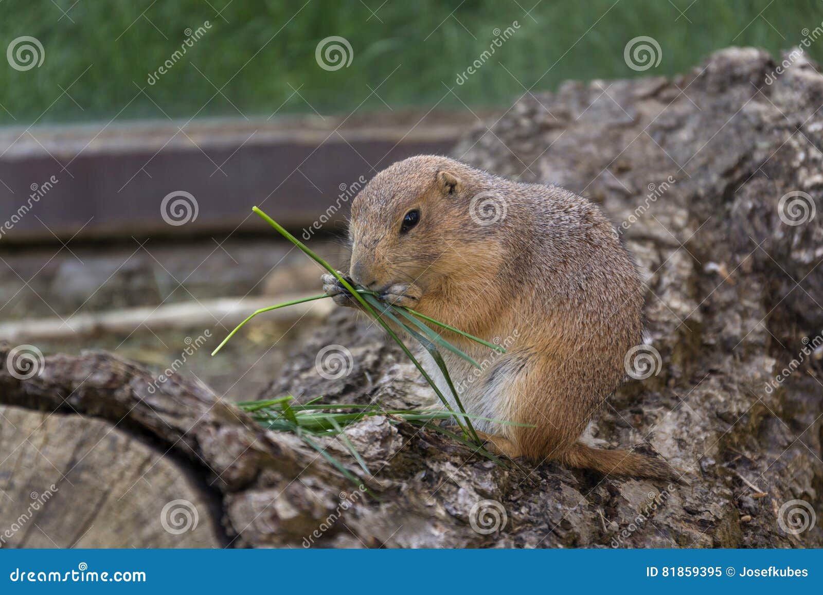 Prairie Dog Eat Green Grass Stalk on Tree Trunk Stock Image Image of