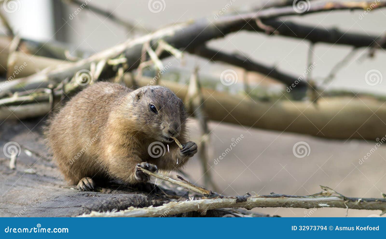Prairie dog eating bark stock photo. Image of prairie 32973794