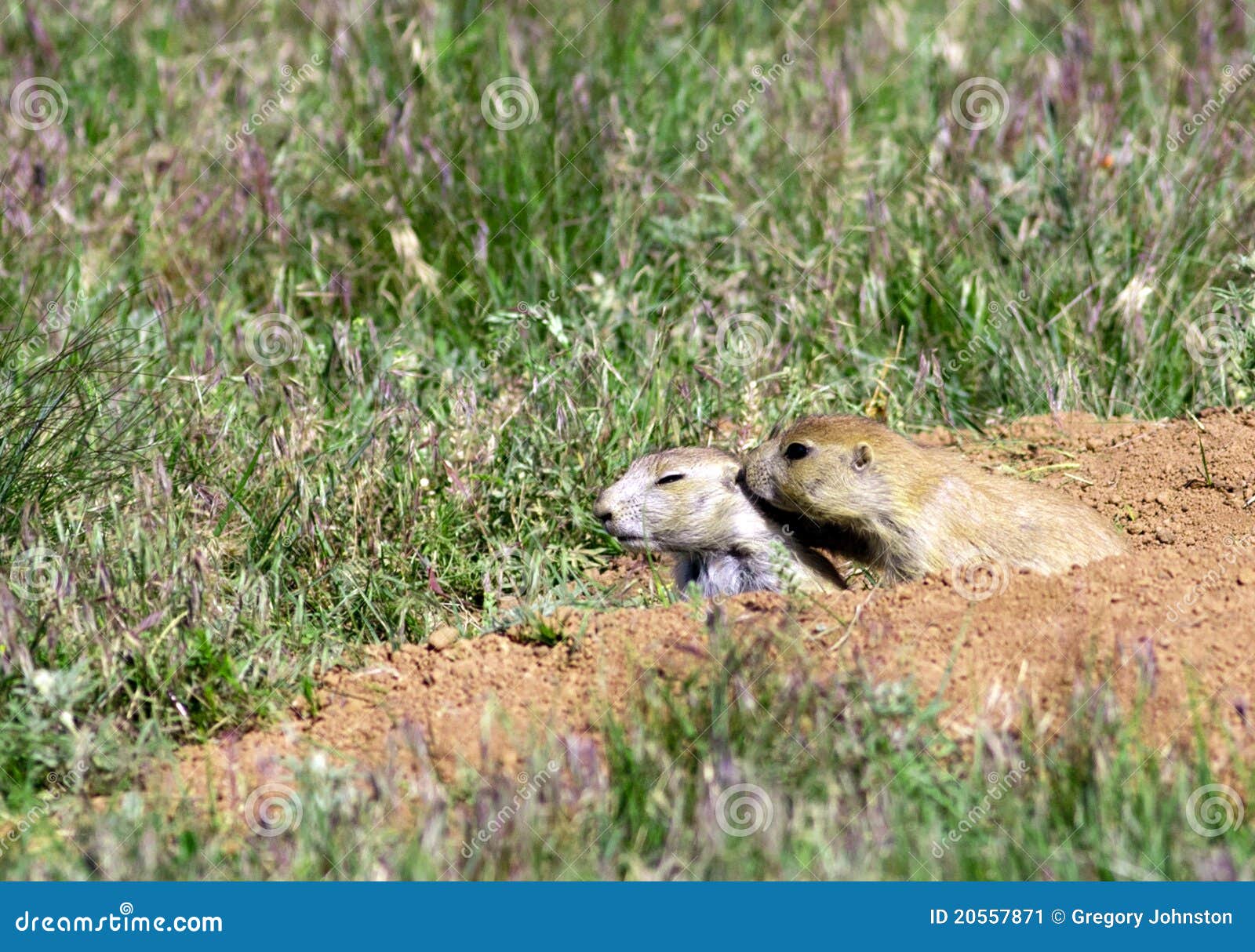 Prairie dog grooming. stock image. Image of standing 20557871