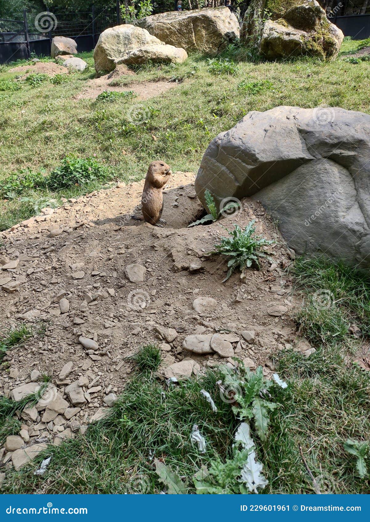 prairie dog in its burrow of stone