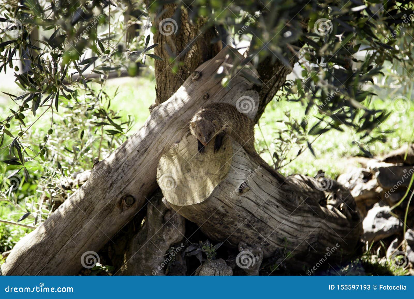 Prairie Dog stock image. Image of cute, eating, looking 155597193