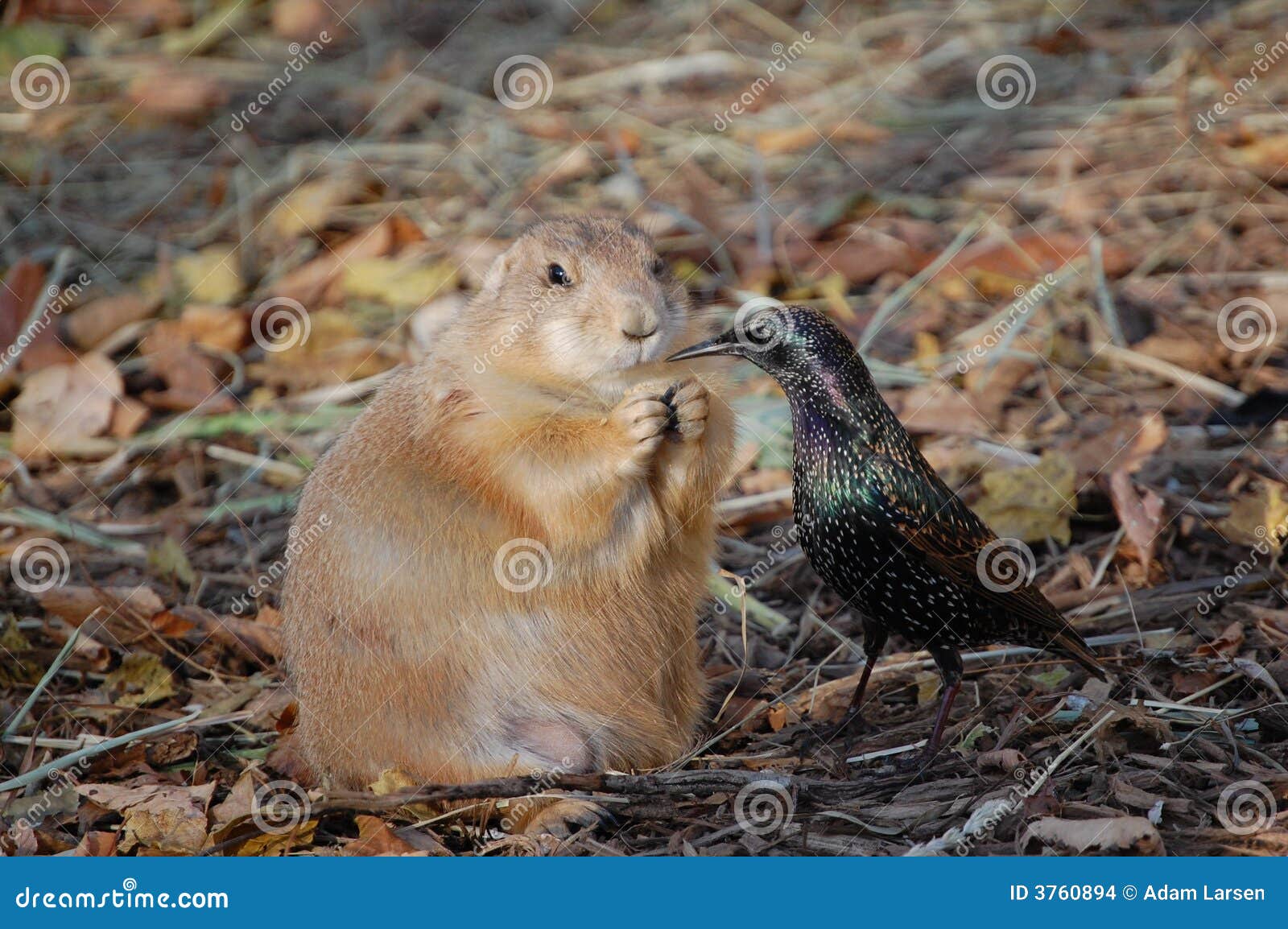 Prairie Dog Vs. Bird for Food Stock Photo Image of leaves, dirt 3760894