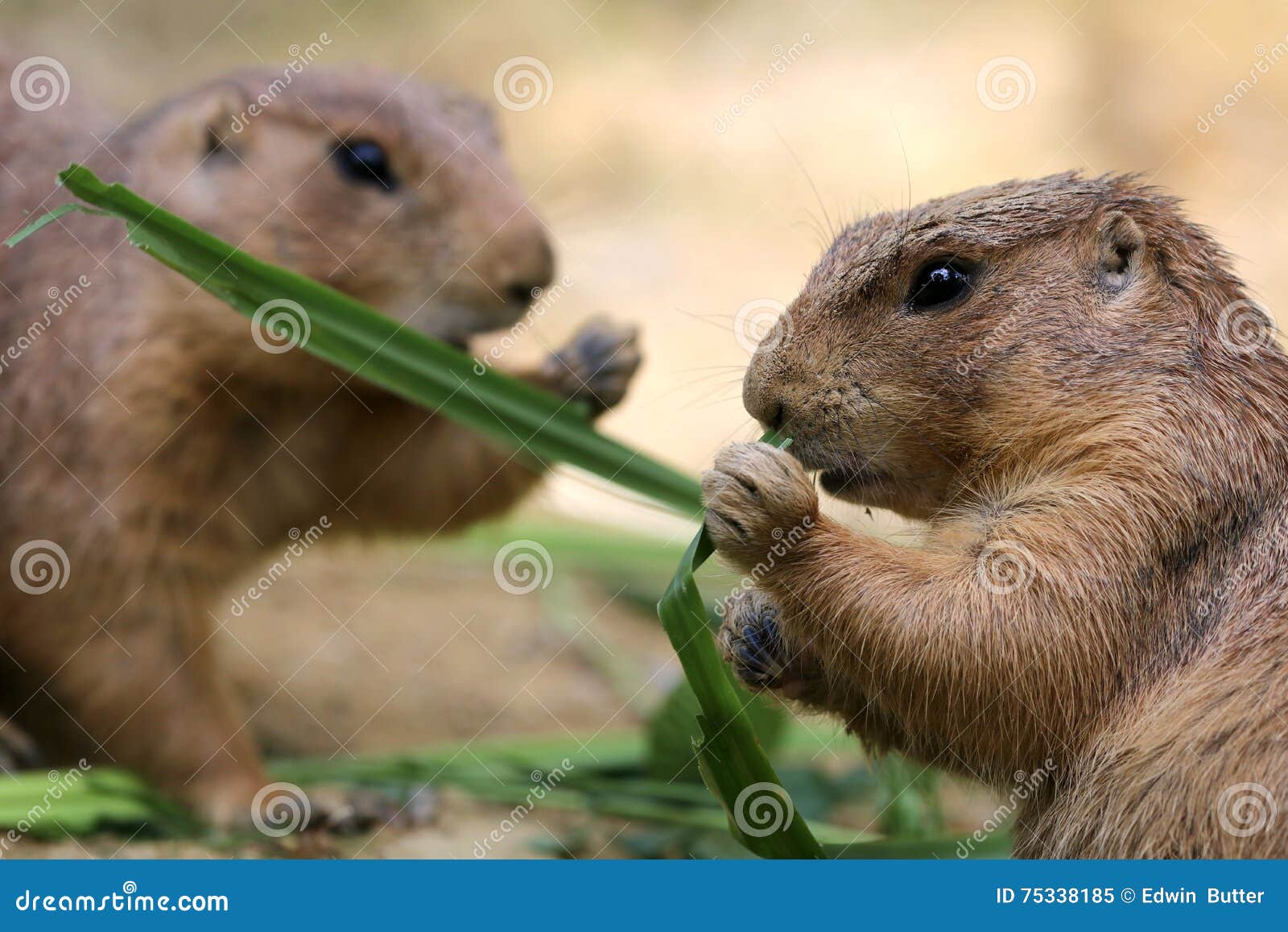 What Plants Do Prairie Dogs Eat