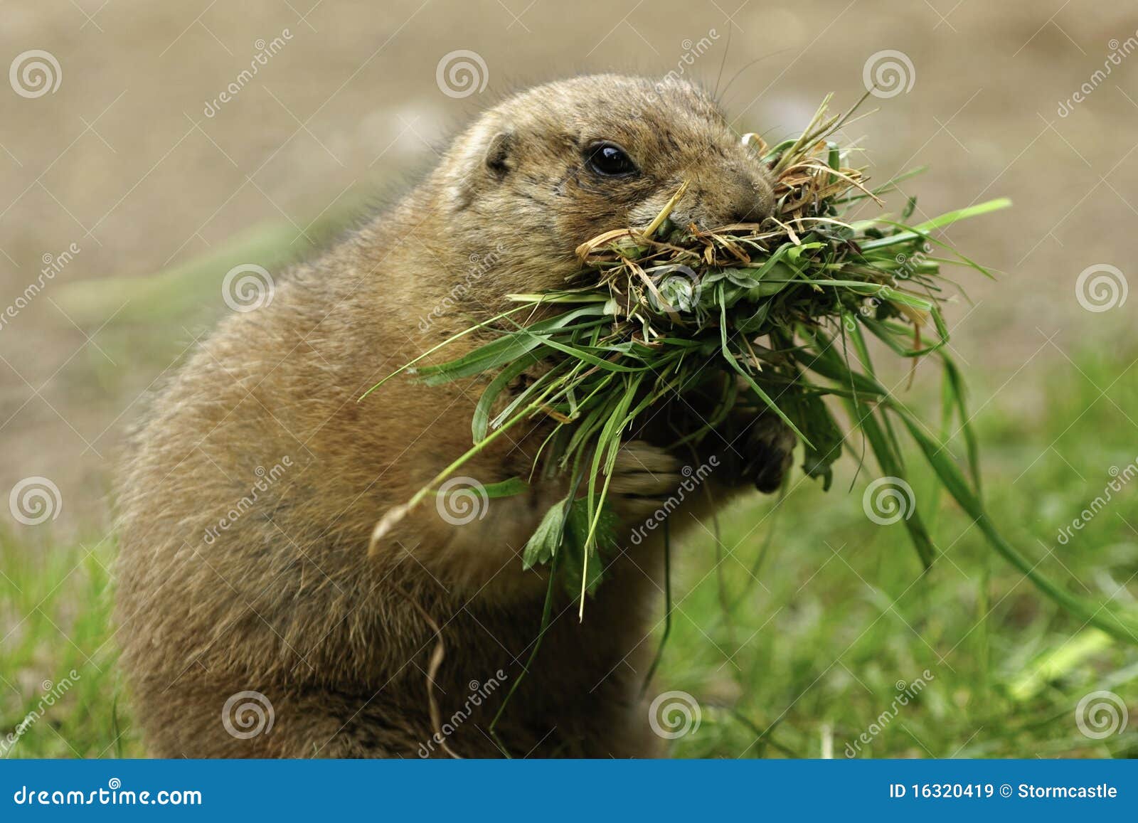 prairie dogs with food