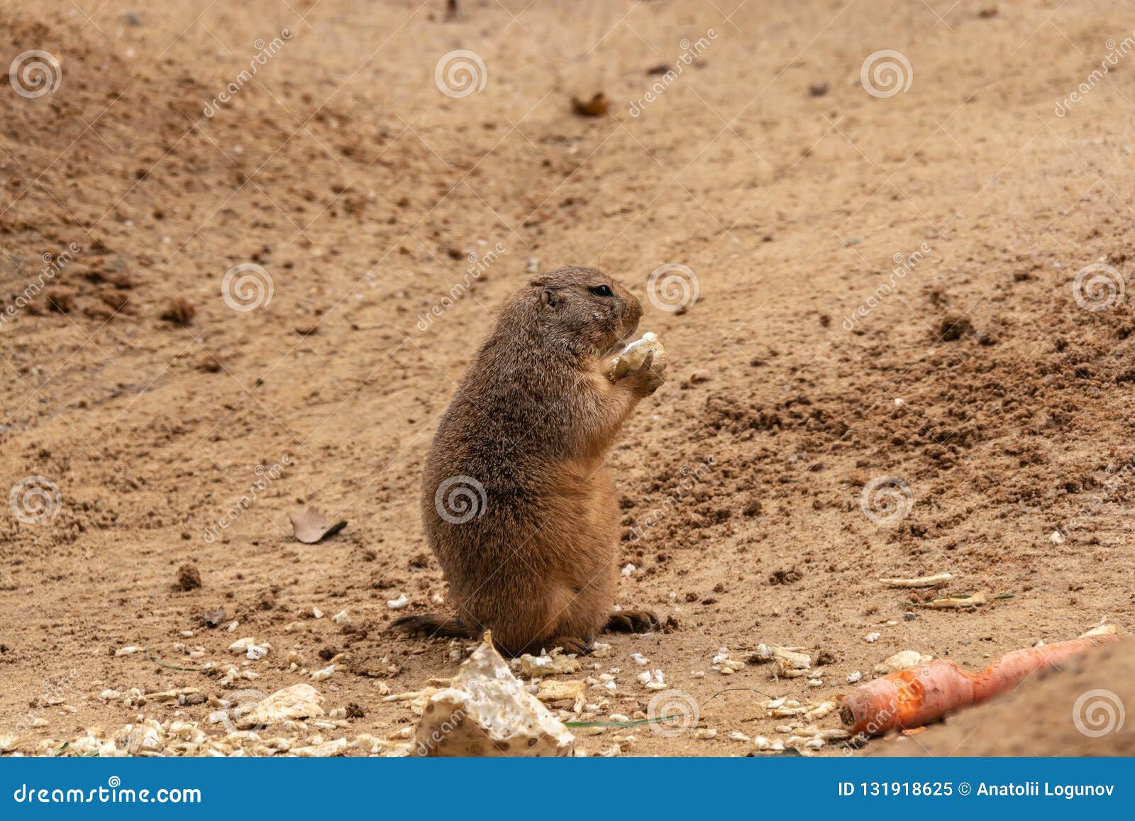 Prairie Dogs are Small Animals that Live Underground Stock Image - Image of  prague, sand: 131918625