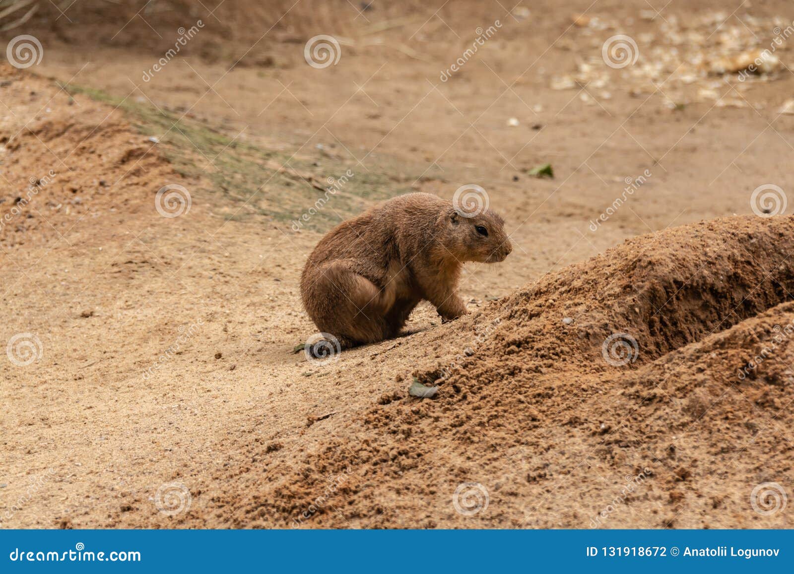 Prairie Dogs are Small Animals that Live Underground Stock Photo - Image of  large, earthen: 131918672