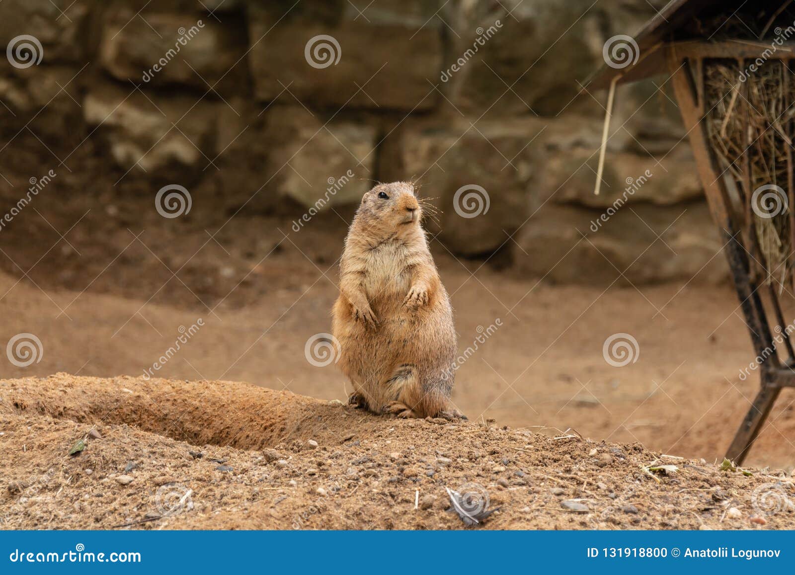 Prairie Dogs are Small Animals that Live Underground Stock Photo - Image of live, animal: 131918800 Prairie Dogs are Small Animals that Live Underground Stock Photo - Image of live, animal: 131918800