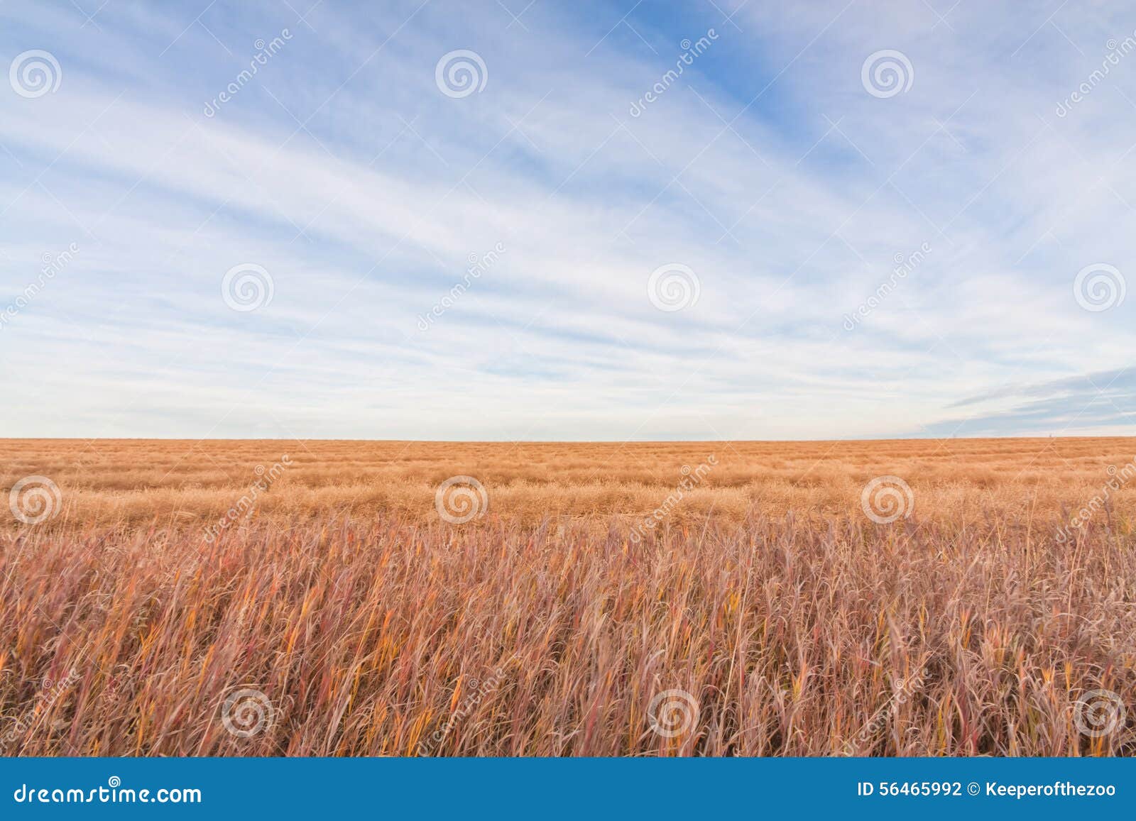 Prairie Grassland stock photo. Image of plain, field 56465992