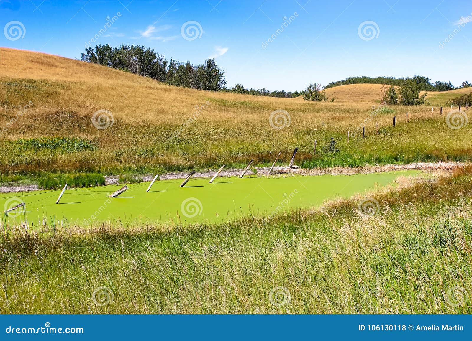 A Prairie Pond that is Covered in Bayroot Stock Photo Image of canada