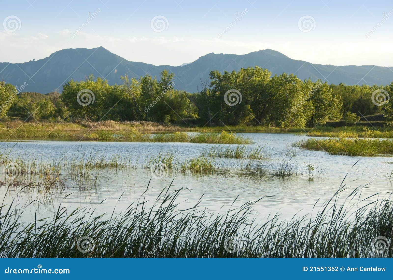 Prairie Pond with Grasses stock photo. Image of afternoon 21551362