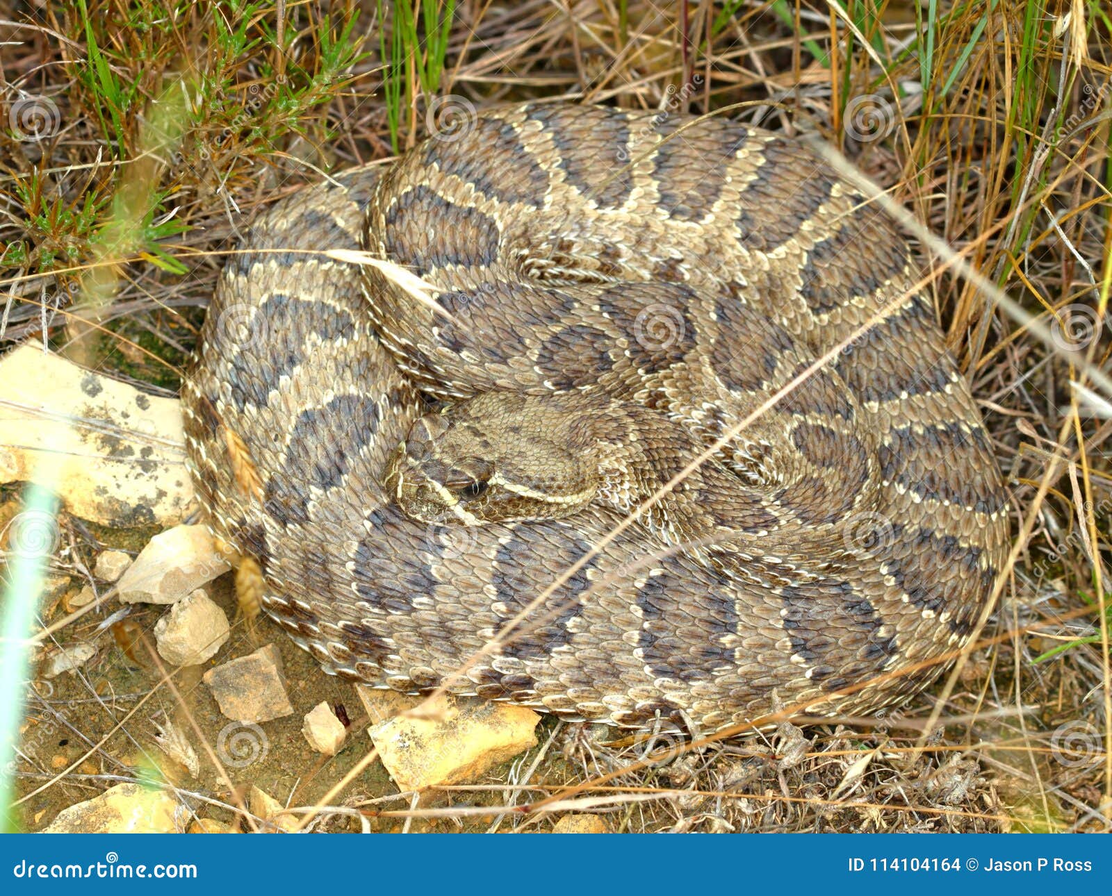 prairie rattlesnake crotalus viridis