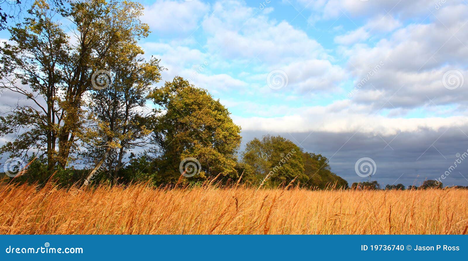 Prairie scene in Illinois stock photo. Image of grass 19736740