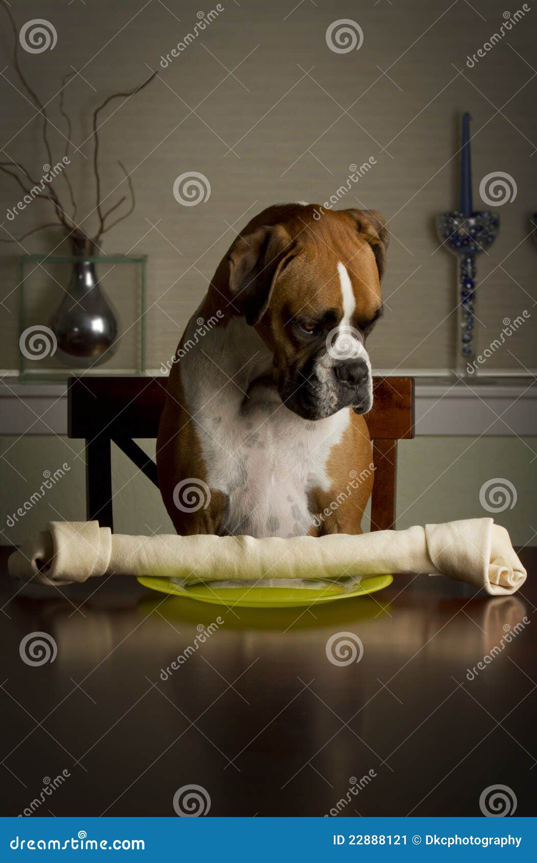 Pranzo del cane del pugile immagine stock. Immagine di osservare 22888121