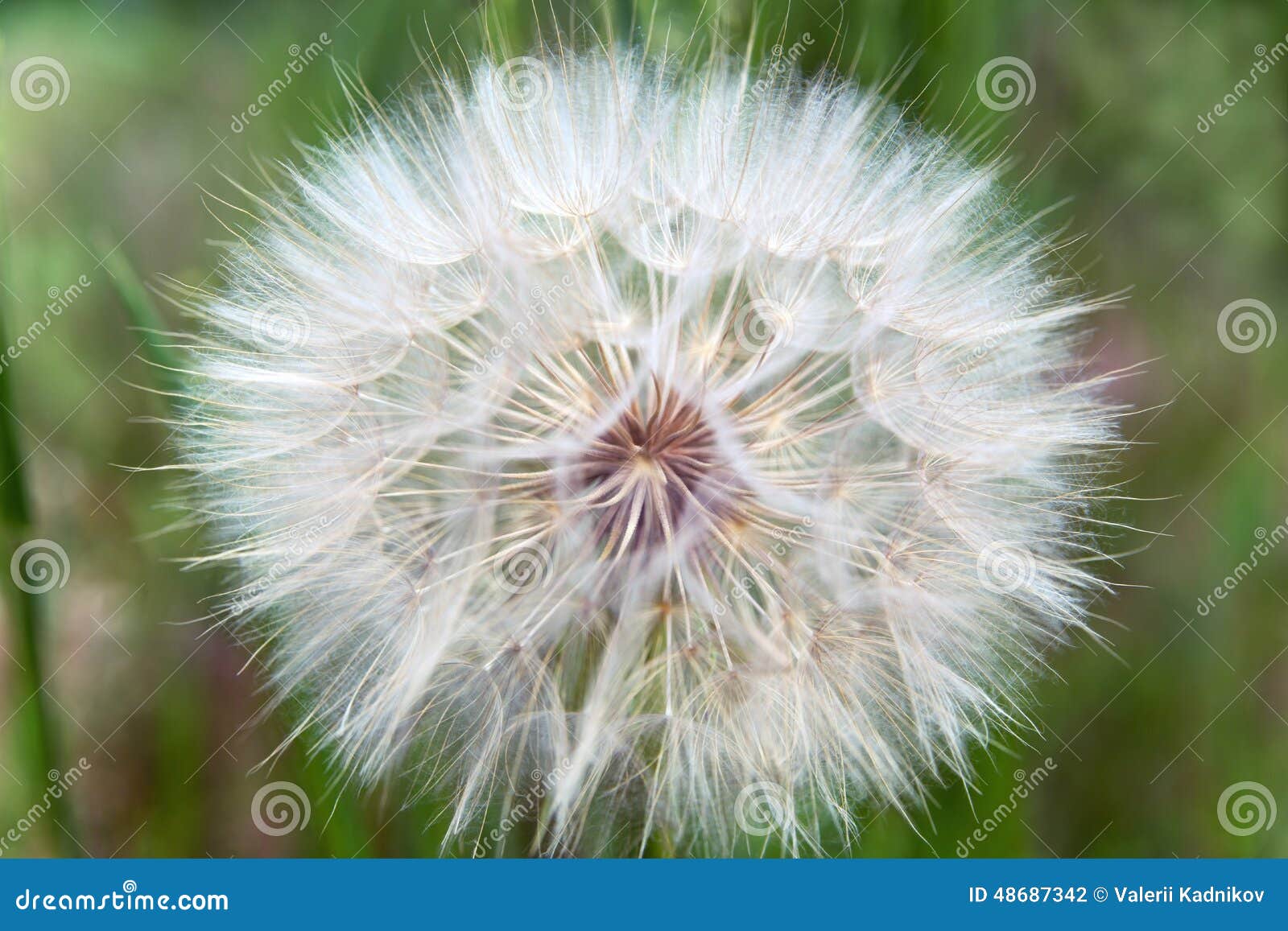 Pratensis Tragopogon σπόρων. Ώριμη κινηματογράφηση σε πρώτο πλάνο σπόρων pratensis Tragopogon