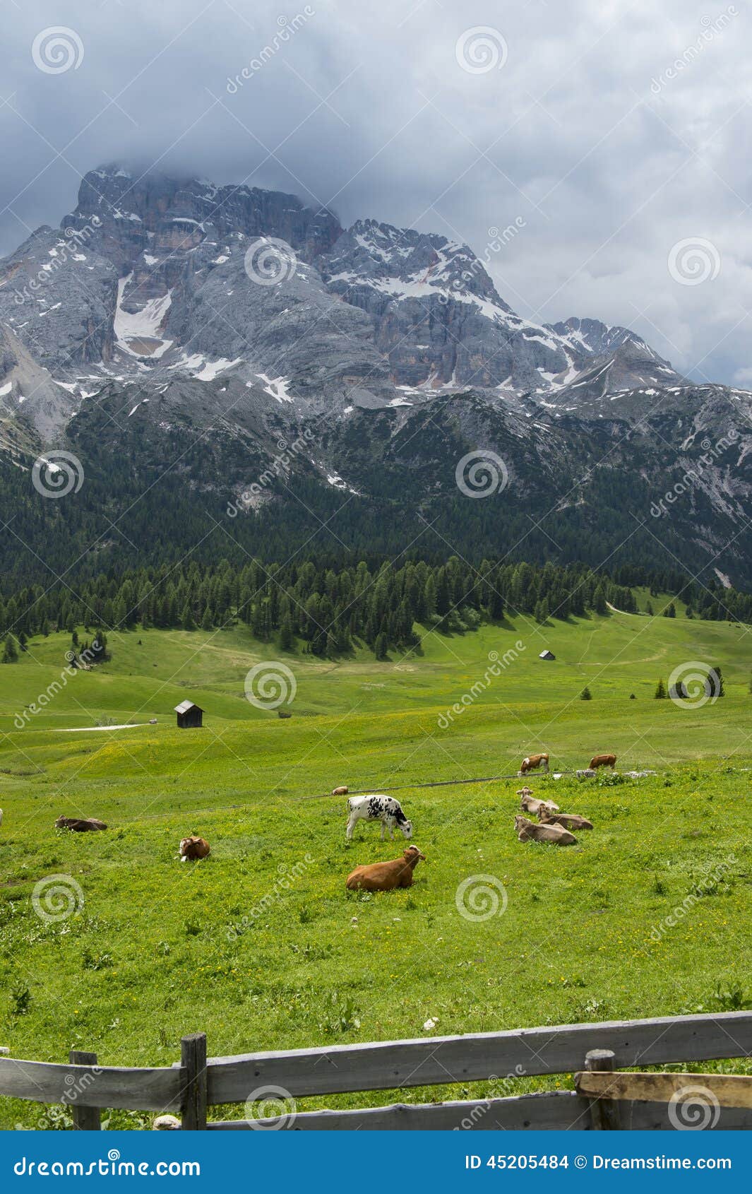 Prato della montagna dell'erba con le mucche. Erba con le mucche nelle montagne della dolomia in Italia Una parte anteriore e montagne di recintare nella parte posteriore