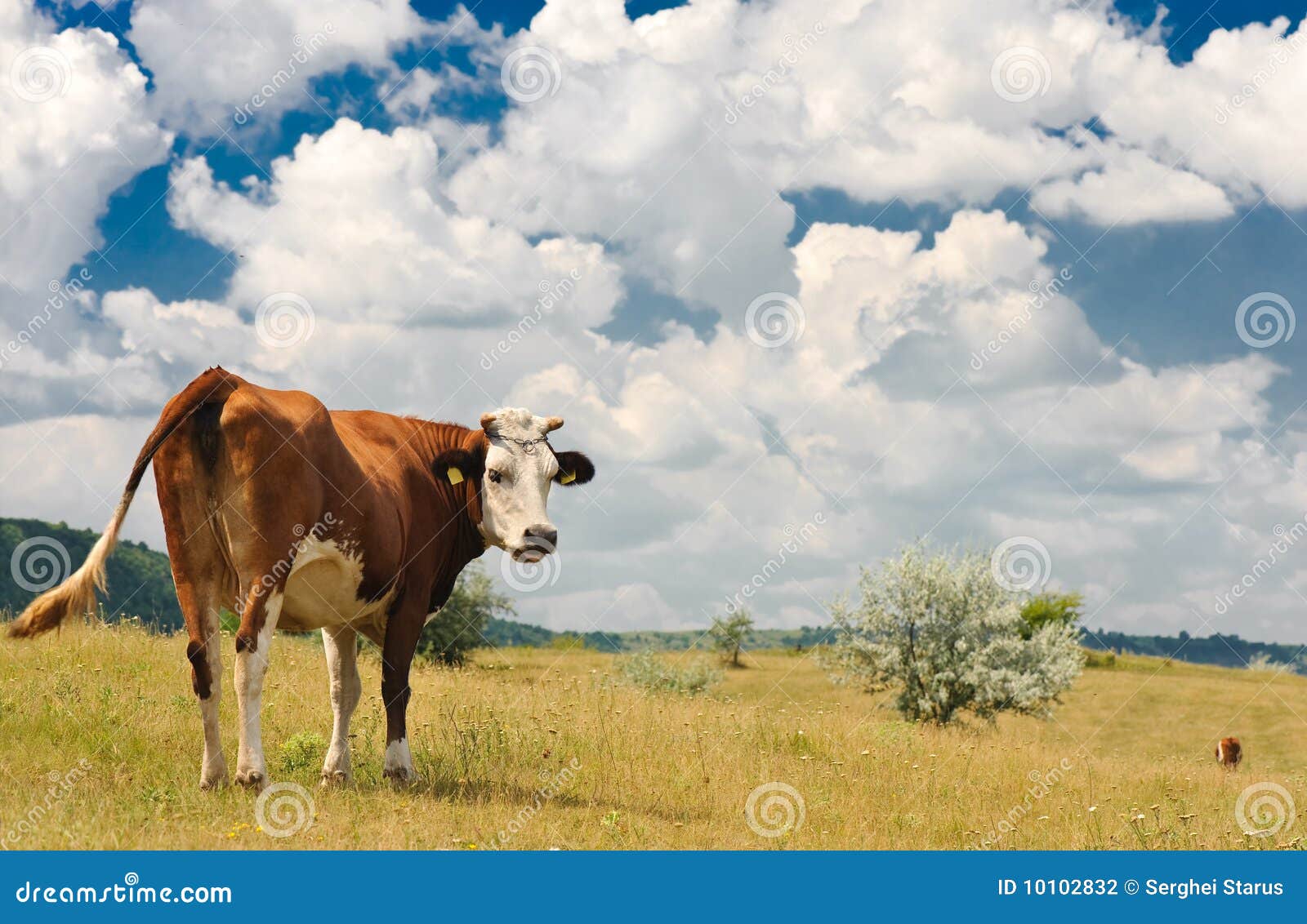 Prato della mucca. Mucca marrone che pasce estate del prato piena di sole