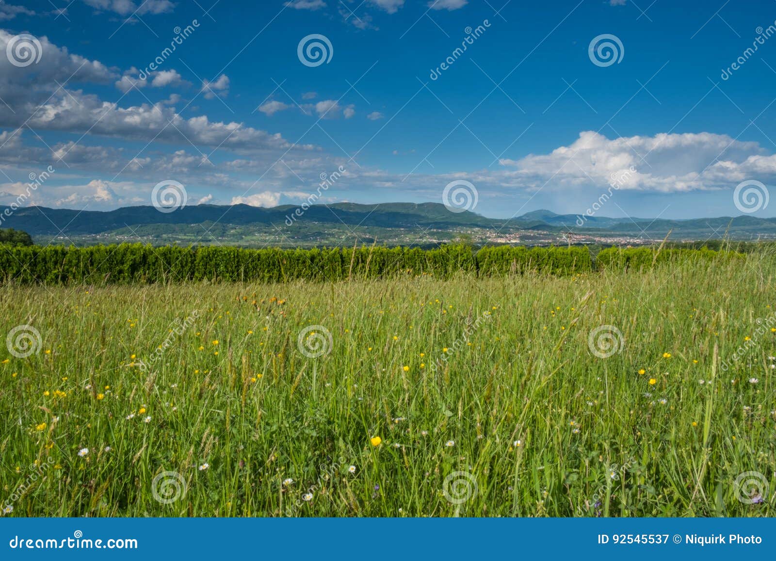 Prato Fiorito Con Specie Selvatiche Ideale X 20mq - Foto 7