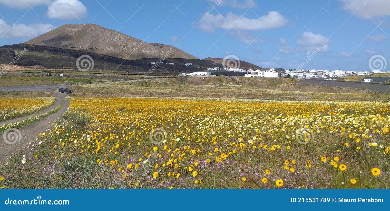 prato di fiori gialli e bianchi con vulcano sullo sfondo