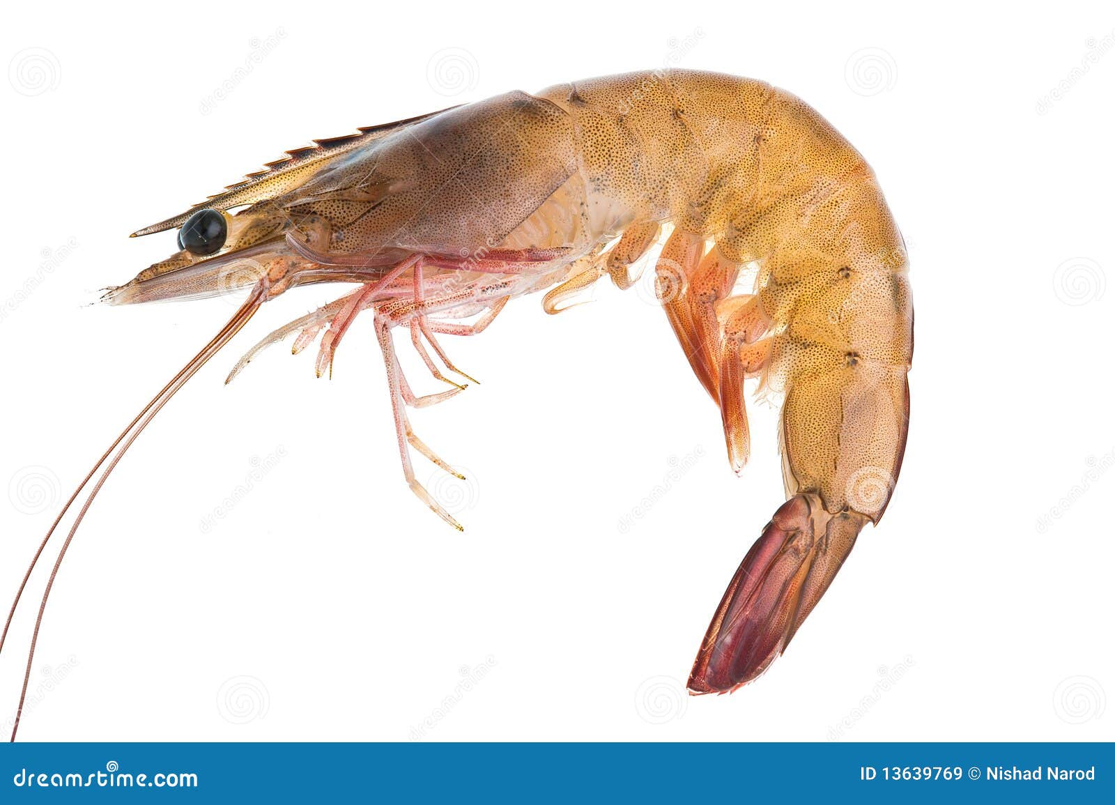 A prawn stock image. Image of background, nutritious - 13639769