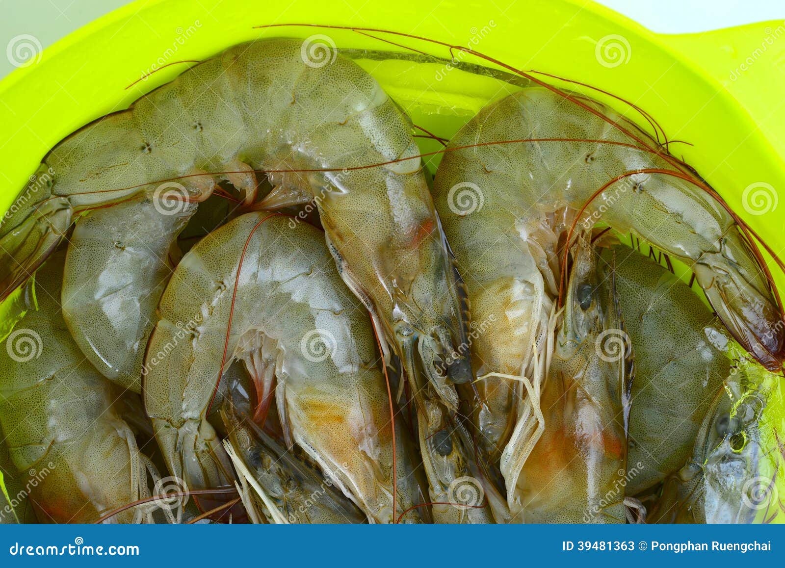 Prawn Group stock image. Image of shrimp, freshness, seafood 39481363