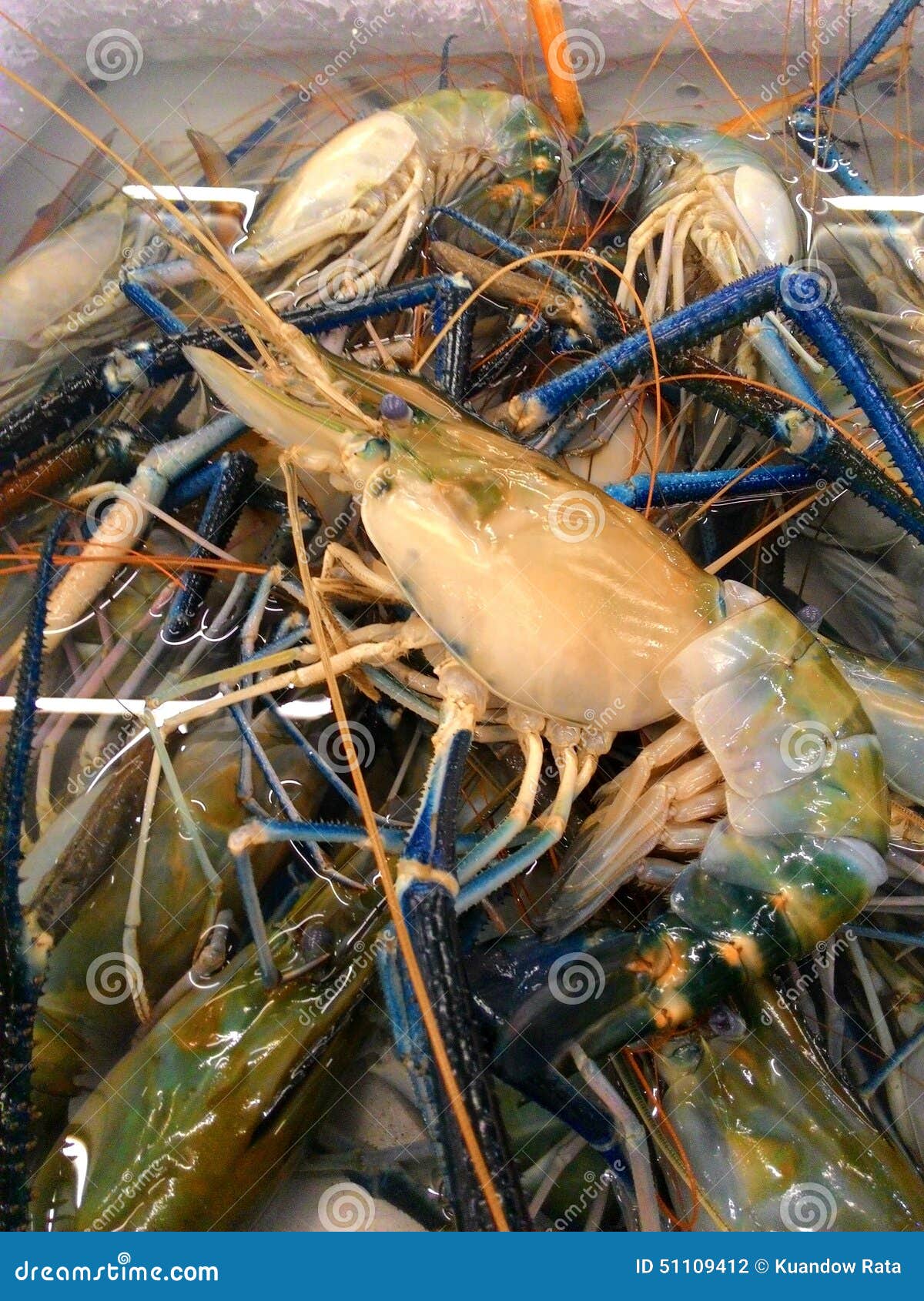 Prawn, River Shrimp stock photo. Image of shrimp, animal 51109412